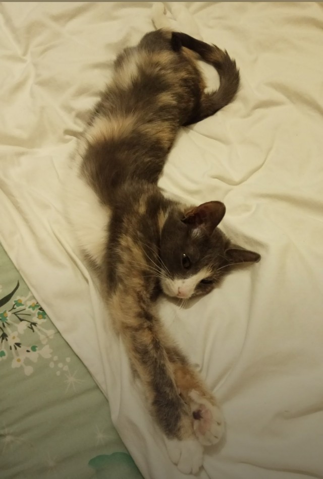 Ну, поехали в котоввторник!