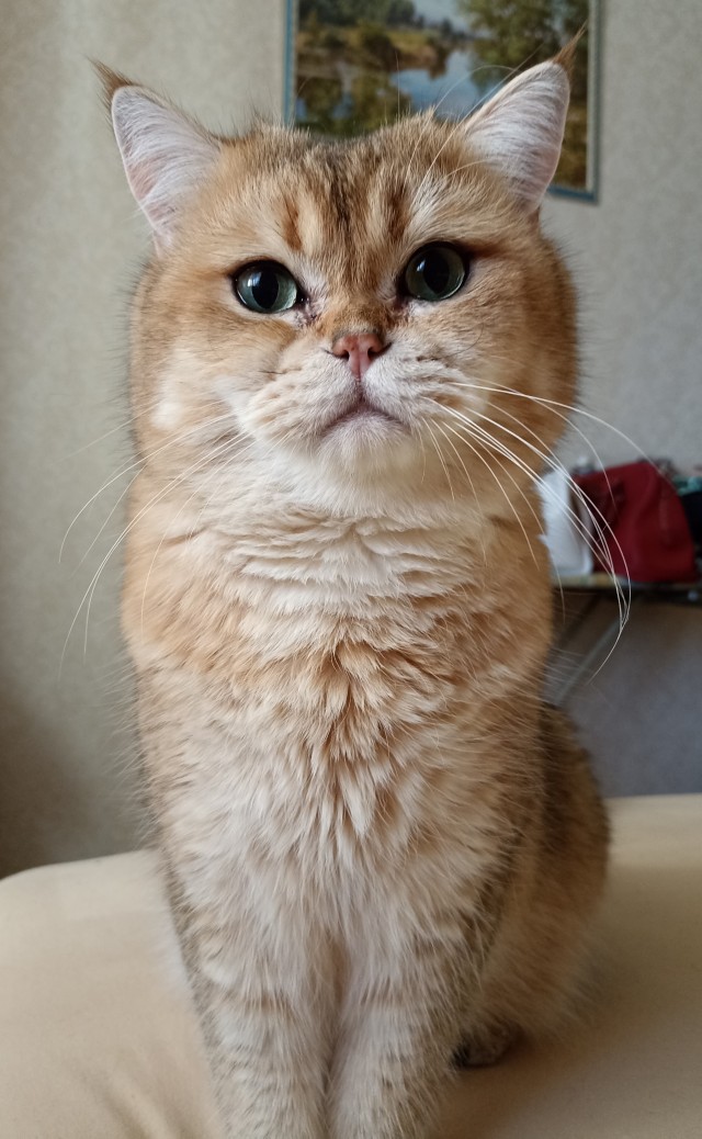 На котовторник
