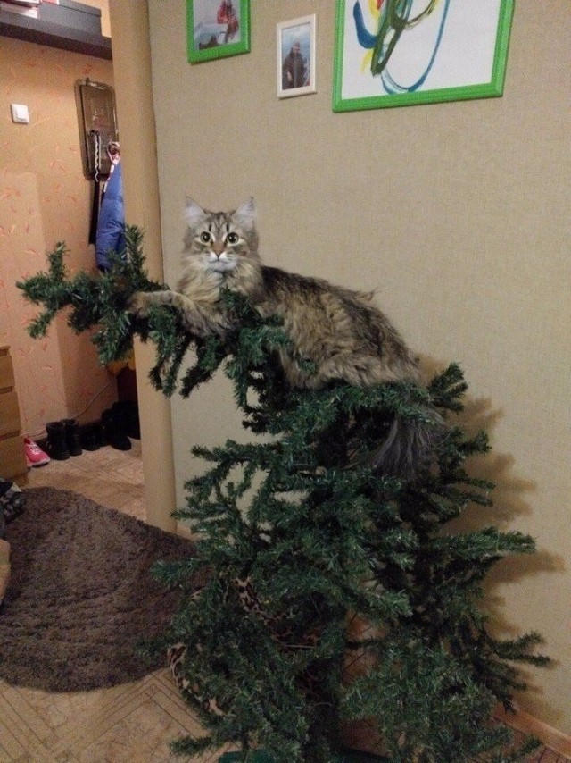 Жизнь домашнего приюта для котеек 422