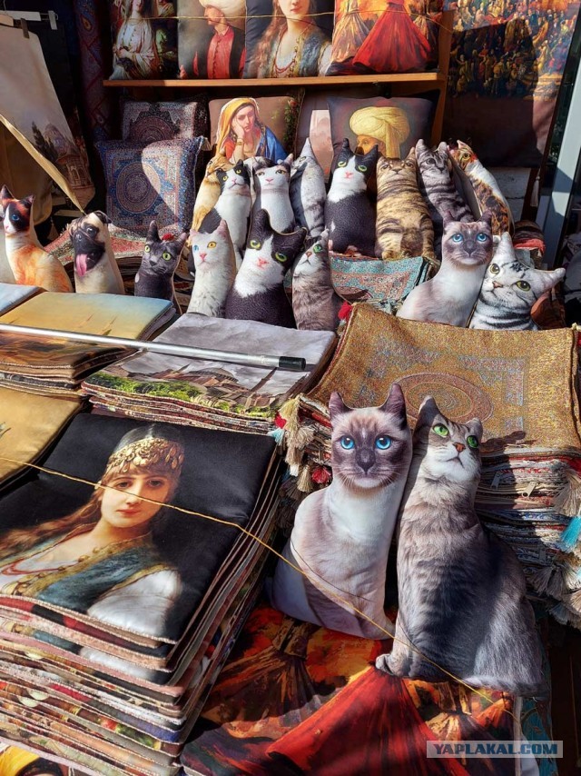 Котики Стамбула