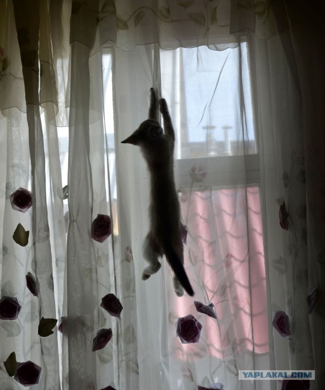 Кошачий вальс перед люлями