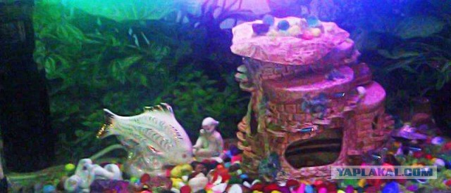 Черепашкин дом (22 фото).