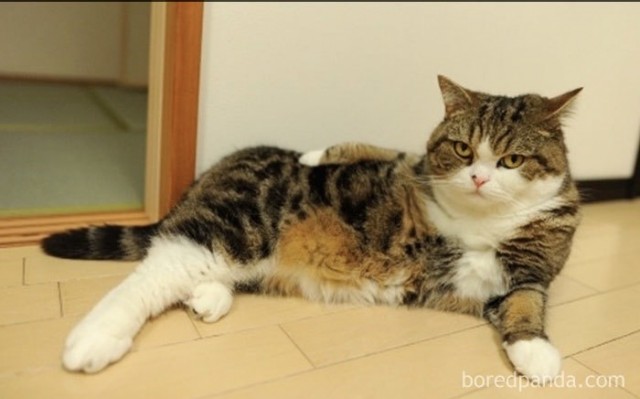 Мой котовторник..