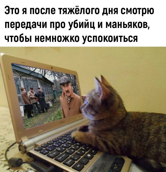Котовторник в картинках