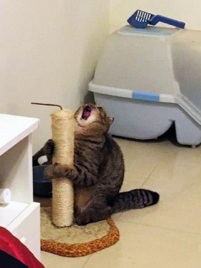 Котовтоник в картинках