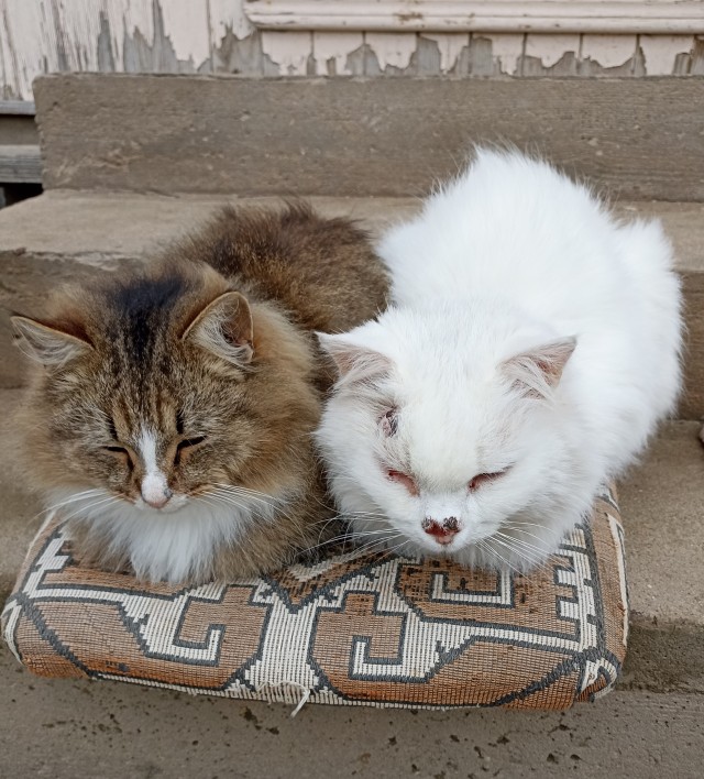 Котовторник, от мала до велика