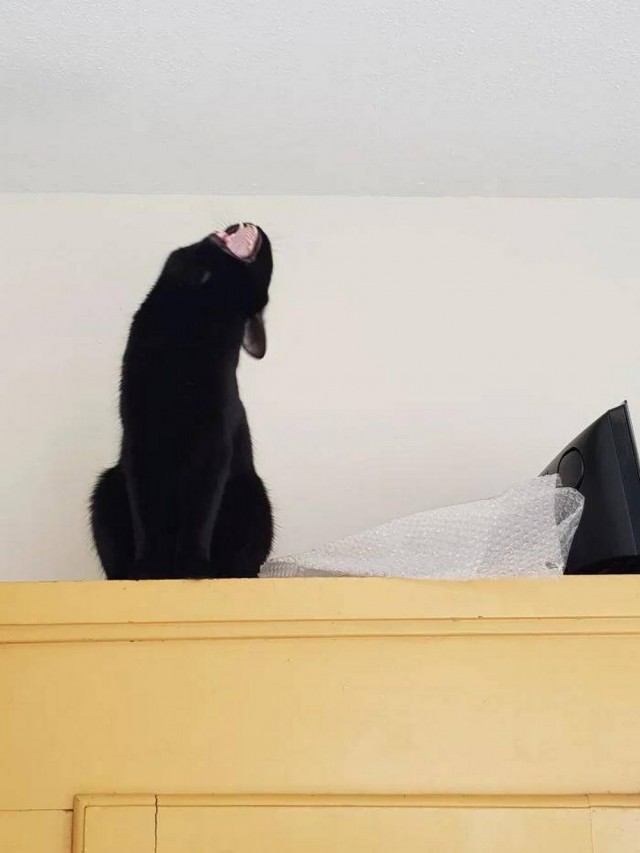 Прикольные морды котов псов к настроению...