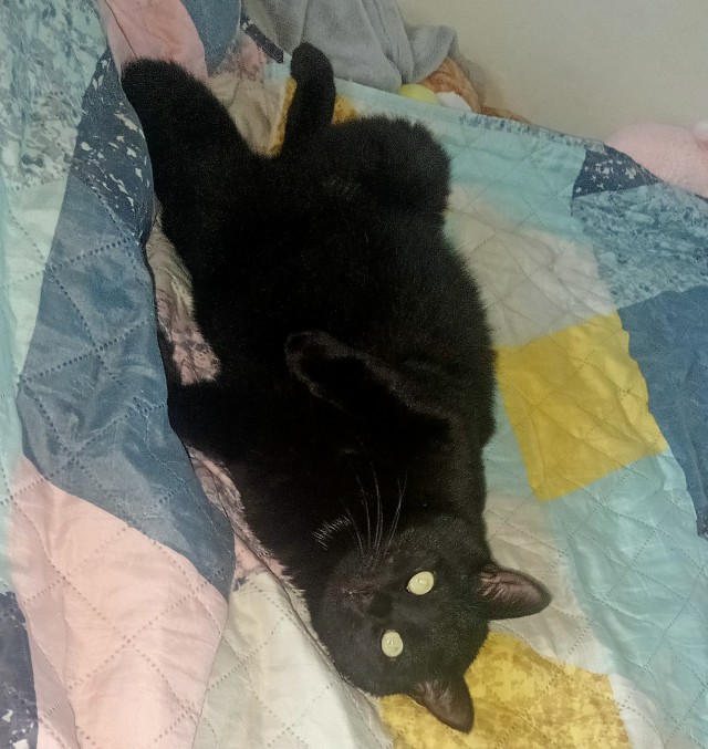 Жизнь с котом в одной картинке