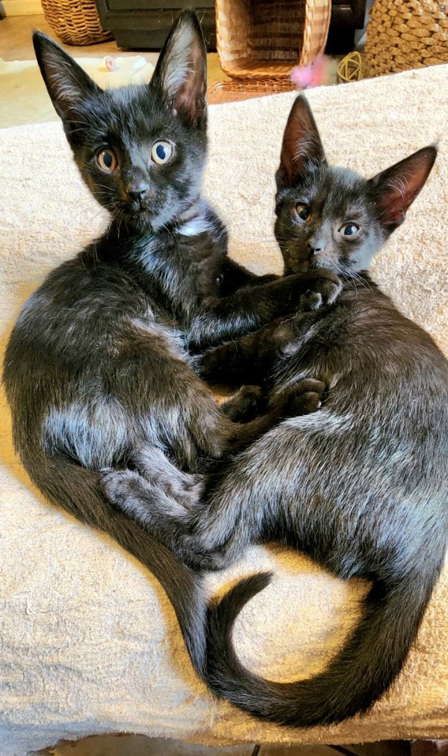 Уличный котенок-сосунок, брошенный мамой