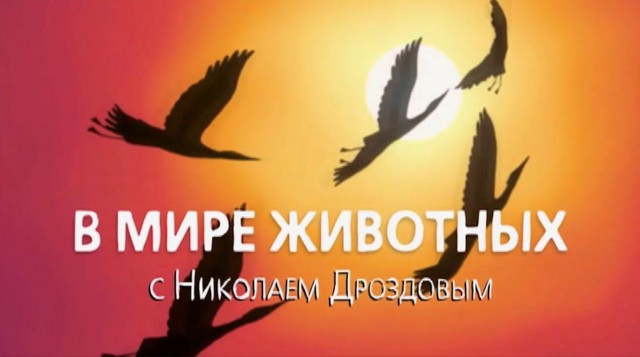 Есть ещё порох