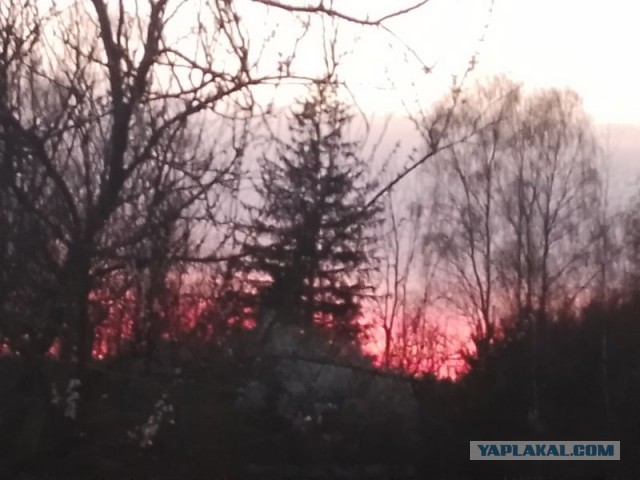 Жизнь домашнего приюта для котеек 540