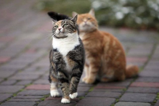 К котовторнику.