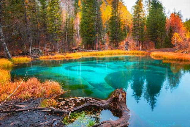 Как природа научила прятаться: лучшие примеры маскировки в мире