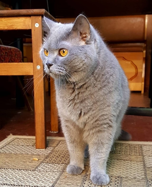 Котовторник же!