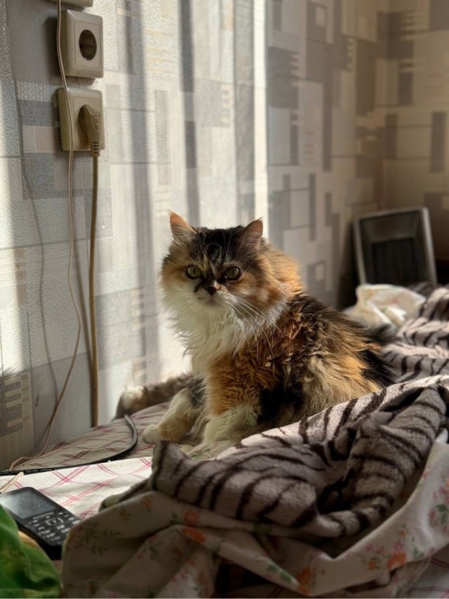 Кошка Муся с черным усом акварелью