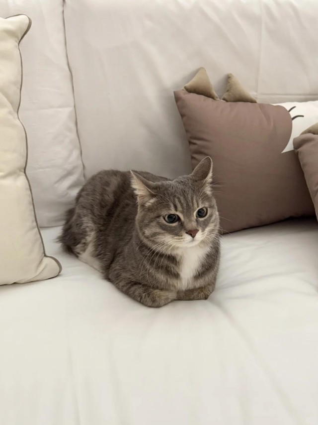 Котейке уютно сидится