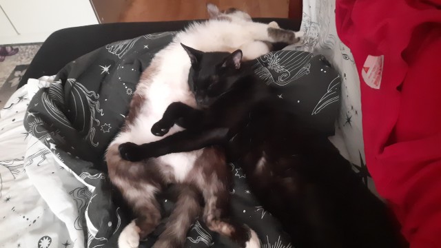 Черненький