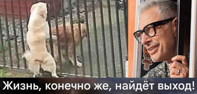 Забавные и не очень скромные картинки - 27