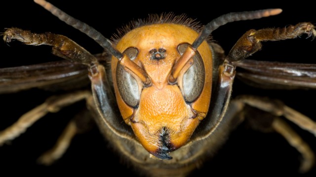 Осы: 5 пугающих видов. От маньяка-мясника до паразита в инжире