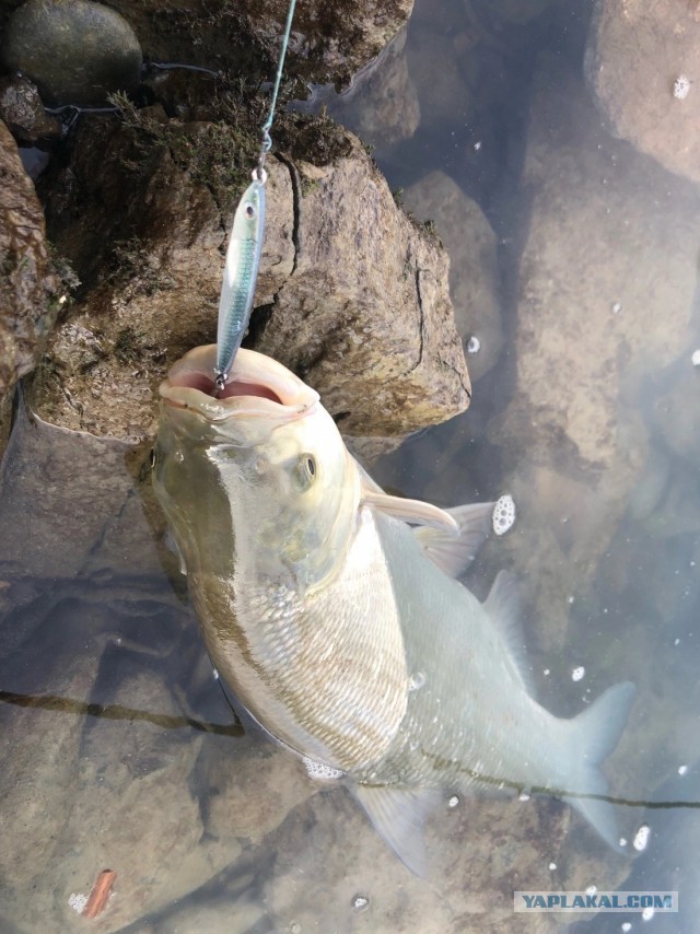 Изготавливаю на заказ рыболовные спиннинговые приманки (блесны-пилькеры).