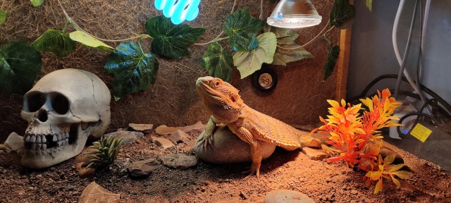 Ну, нет на Япе дня ящериц.