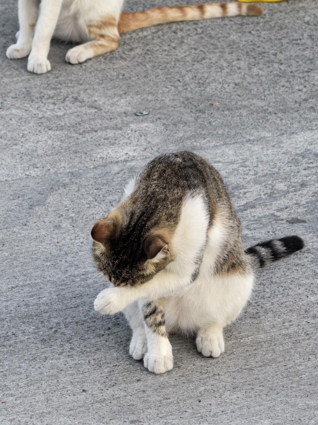 Уличные кошки Стамбула — 2