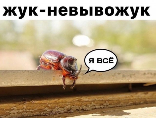 Картинки для деградации 249 (разной степени свежести)