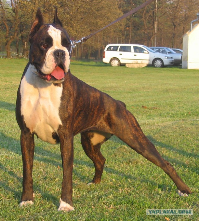 Все хвастуются и я ТОЖЕ.