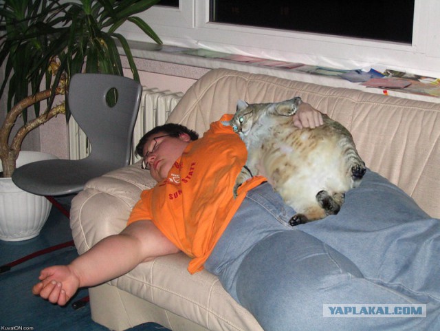 Кот в квадрате