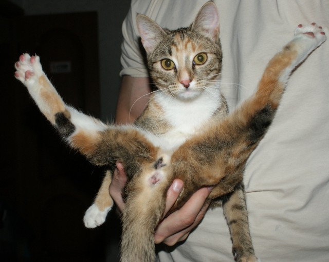 Коты ученых