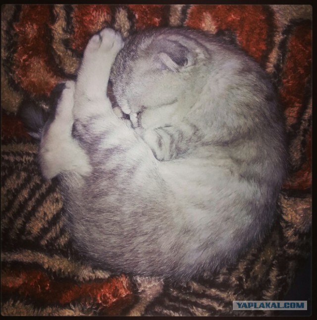 Котовторник 25.02.2014