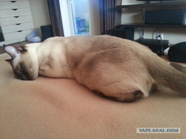 Котовторник 04.03.2014