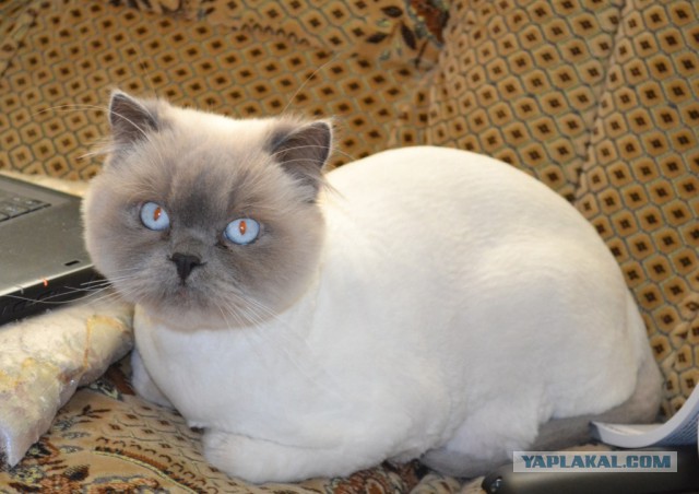 Котики правят миром