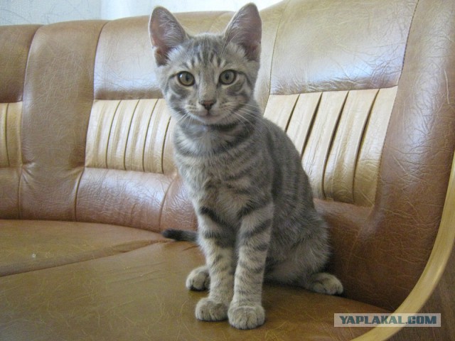 Гигиенический набор ВС РФ