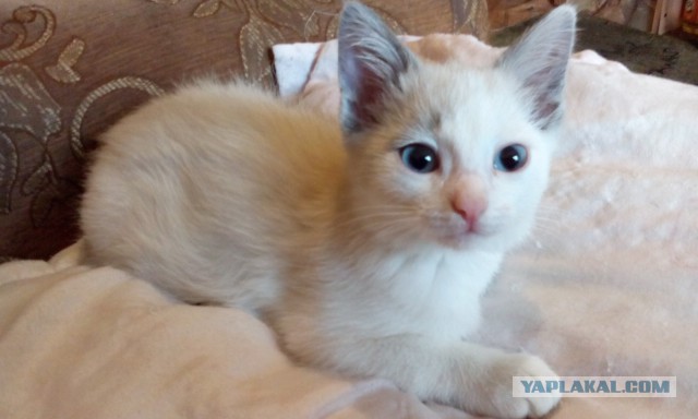Котовторник 16.09.14