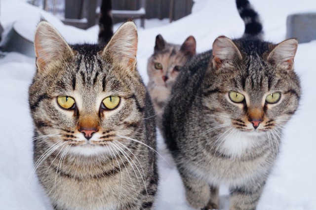 Пермские коты
