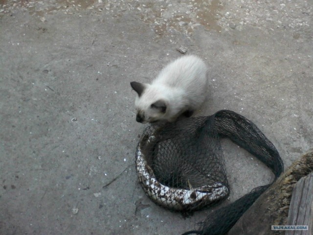 А из нашего окна!