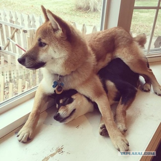 Немного позитива