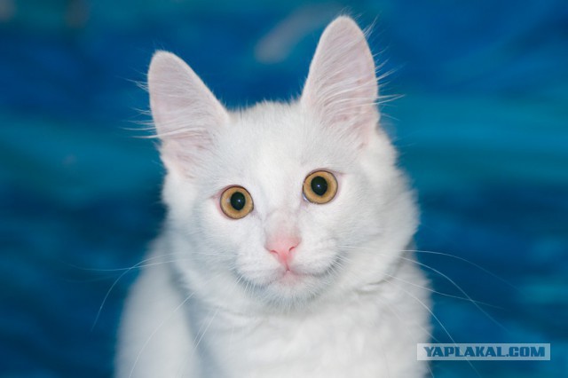 Котовторник 26.01.2016