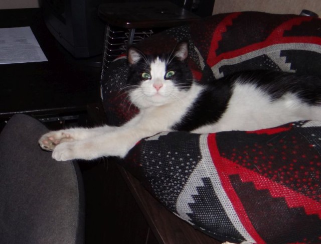 Котовторник