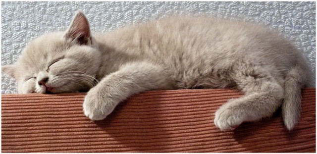 Коты, кошки, котята