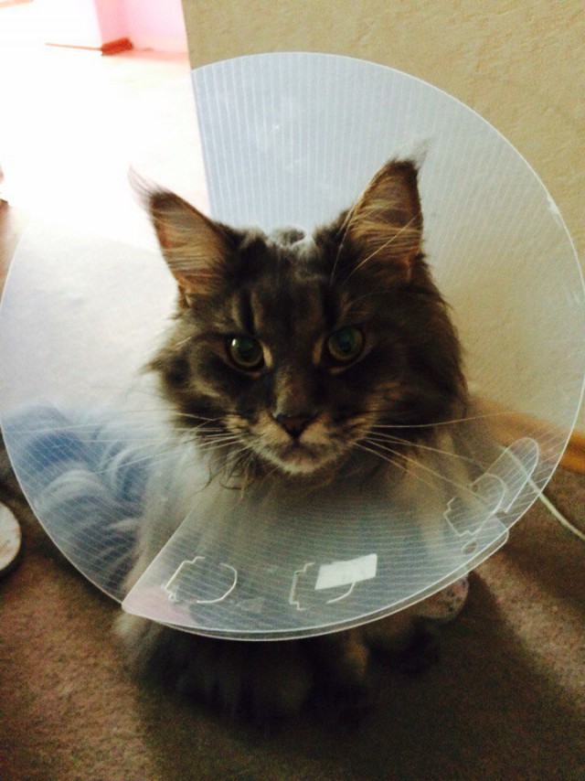 Котовторник 21.06.16