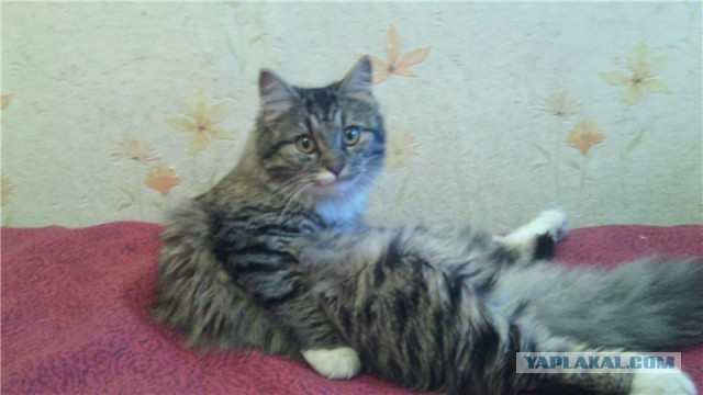 Котовторник 09.08.2016