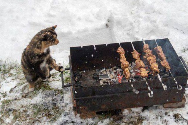 Коты из сети