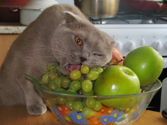Коты из сети