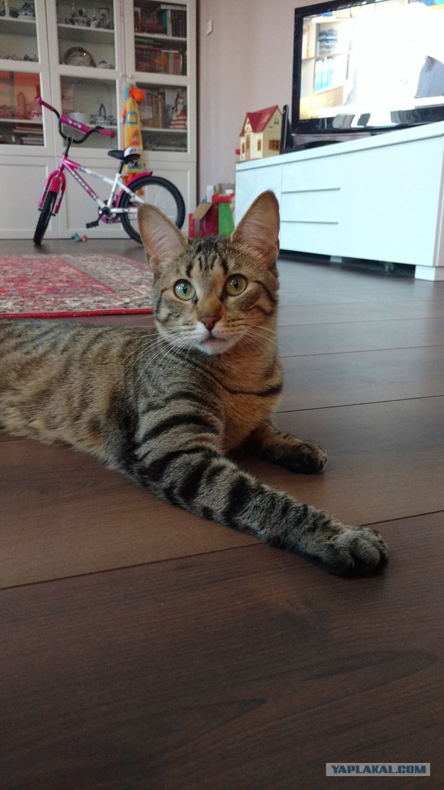 Котовторник 25.04.2017