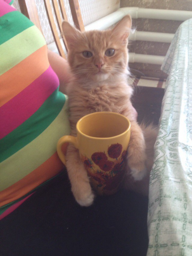 Коты и Кошки
