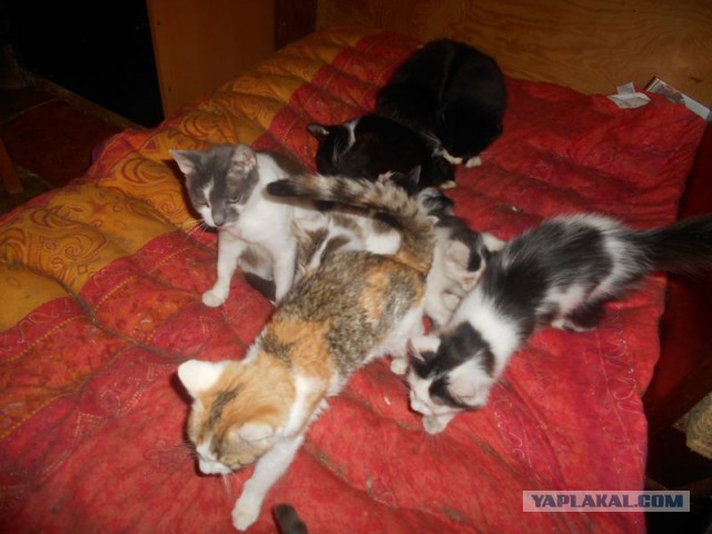 Жизнь домашнего приюта для котеек 189