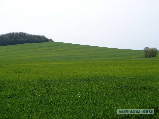 100 тысяч долларов против 45 долларов: разница в гонорарах авторов обоев Windows XP