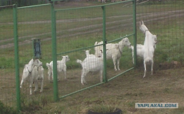 Опыт проживания в частном доме.